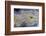 Close-Up Royal Aztec Lace Agate-Darrell Gulin-Framed Photographic Print