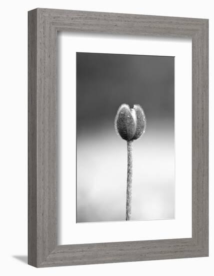 Close up Shot of Allium Flower Bud-SNEHITDESIGN-Framed Photographic Print