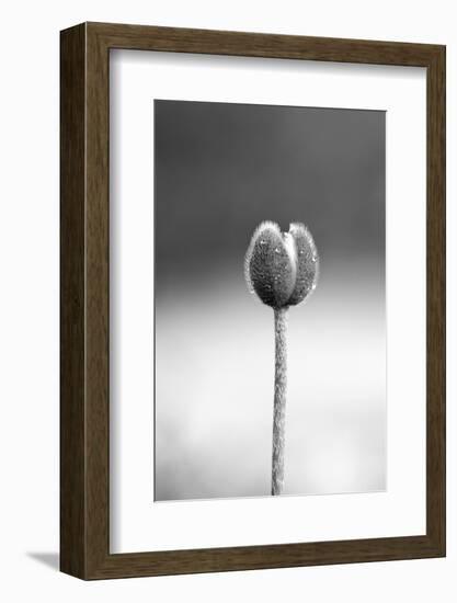 Close up Shot of Allium Flower Bud-SNEHITDESIGN-Framed Photographic Print