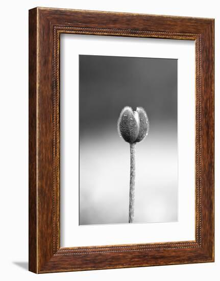 Close up Shot of Allium Flower Bud-SNEHITDESIGN-Framed Photographic Print