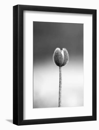 Close up Shot of Allium Flower Bud-SNEHITDESIGN-Framed Photographic Print