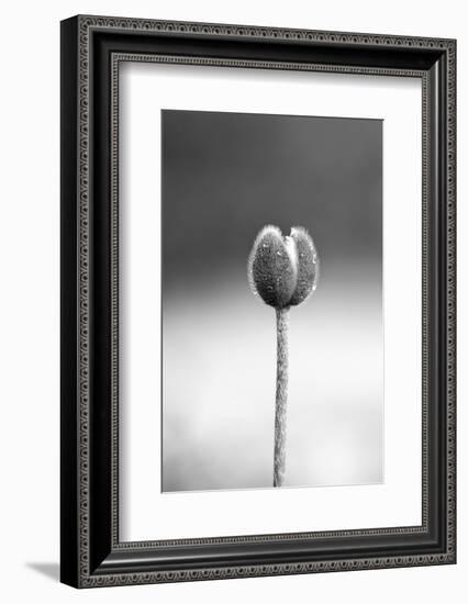 Close up Shot of Allium Flower Bud-SNEHITDESIGN-Framed Photographic Print