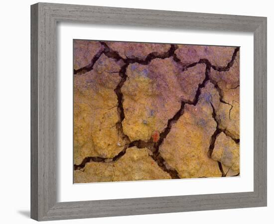 Close-Up Shot of Cracked Earth-Mallorie Ostrowitz-Framed Photographic Print