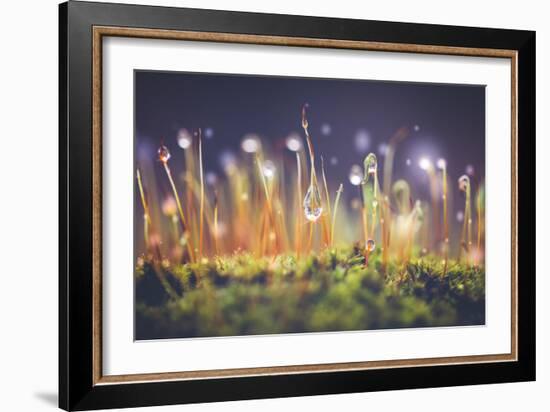 Close-Up Shot of Morning Dewdrops on Moss-Cristinagonzalez-Framed Photographic Print