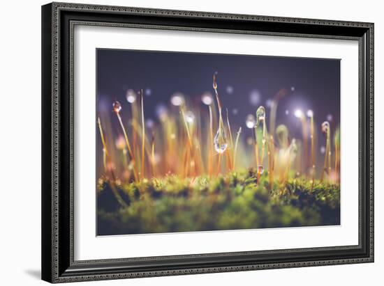 Close-Up Shot of Morning Dewdrops on Moss-Cristinagonzalez-Framed Photographic Print