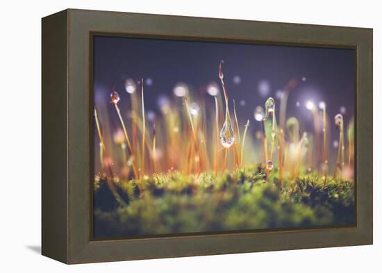 Close-Up Shot of Morning Dewdrops on Moss-Cristinagonzalez-Framed Premier Image Canvas