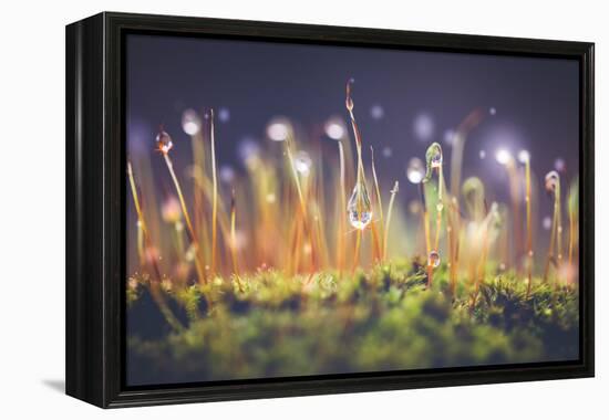 Close-Up Shot of Morning Dewdrops on Moss-Cristinagonzalez-Framed Premier Image Canvas