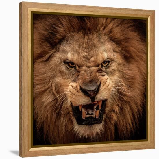 Close-Up Shot Of Roaring Lion-NejroN Photo-Framed Premier Image Canvas