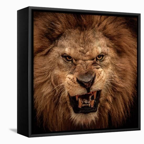 Close-Up Shot Of Roaring Lion-NejroN Photo-Framed Premier Image Canvas