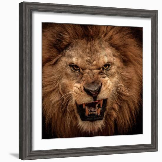 Close-Up Shot Of Roaring Lion-NejroN Photo-Framed Photographic Print