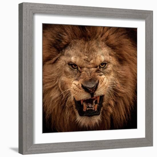 Close-Up Shot Of Roaring Lion-NejroN Photo-Framed Photographic Print