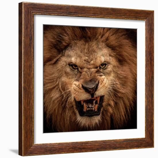 Close-Up Shot Of Roaring Lion-NejroN Photo-Framed Photographic Print