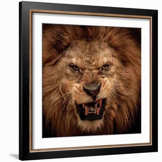 Close-Up Shot Of Roaring Lion-NejroN Photo-Framed Photographic Print