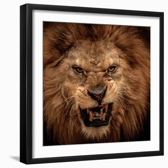 Close-Up Shot Of Roaring Lion-NejroN Photo-Framed Photographic Print