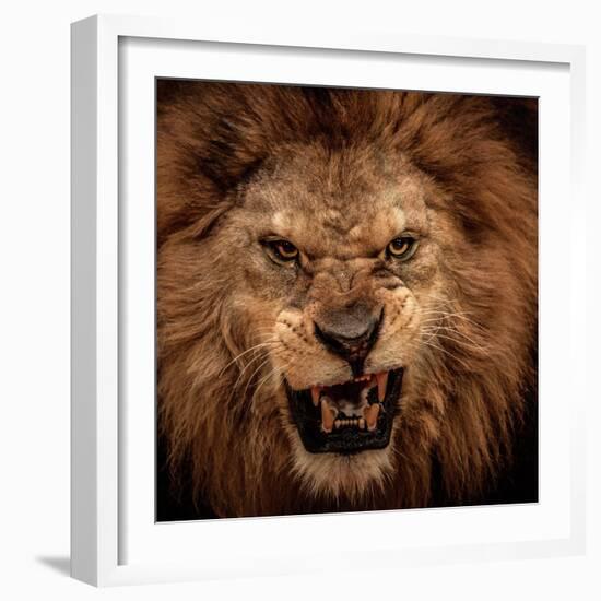 Close-Up Shot Of Roaring Lion-NejroN Photo-Framed Photographic Print