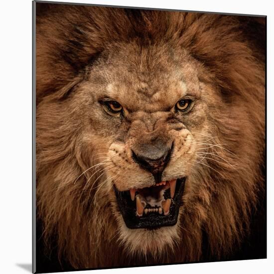 Close-Up Shot Of Roaring Lion-NejroN Photo-Mounted Photographic Print