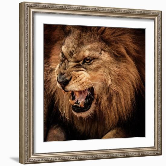 Close-Up Shot of Roaring Lion-NejroN Photo-Framed Photographic Print