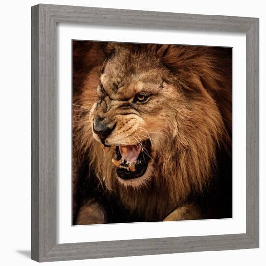 Close-Up Shot of Roaring Lion-NejroN Photo-Framed Photographic Print