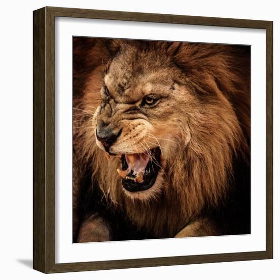Close-Up Shot of Roaring Lion-NejroN Photo-Framed Photographic Print