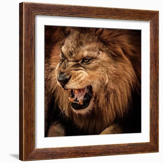 Close-Up Shot of Roaring Lion-NejroN Photo-Framed Photographic Print