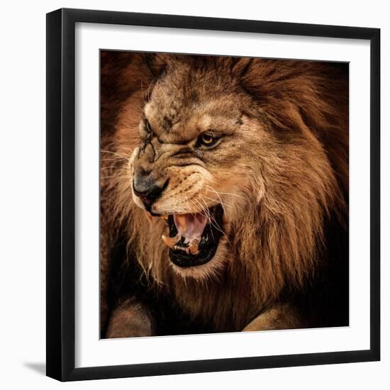 Close-Up Shot of Roaring Lion-NejroN Photo-Framed Photographic Print