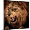 Close-Up Shot of Roaring Lion-NejroN Photo-Mounted Photographic Print