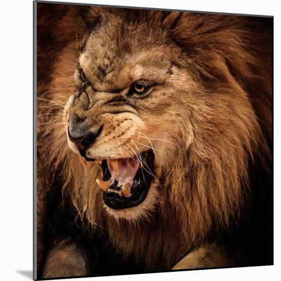 Close-Up Shot of Roaring Lion-NejroN Photo-Mounted Photographic Print