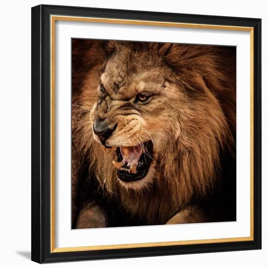 Close-Up Shot of Roaring Lion-NejroN Photo-Framed Photographic Print