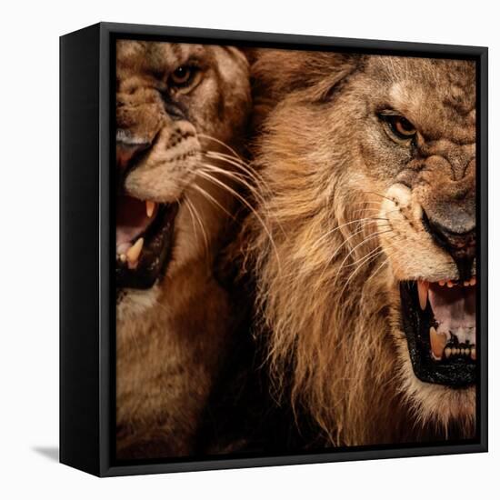 Close-Up Shot Of Two Roaring Lion-NejroN Photo-Framed Premier Image Canvas