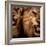 Close-Up Shot Of Two Roaring Lion-NejroN Photo-Framed Photographic Print