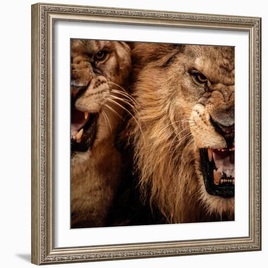 Close-Up Shot Of Two Roaring Lion-NejroN Photo-Framed Photographic Print