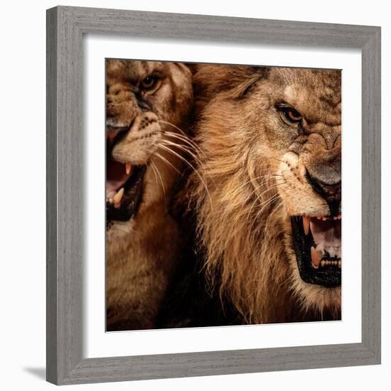 Close-Up Shot Of Two Roaring Lion-NejroN Photo-Framed Photographic Print