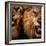 Close-Up Shot Of Two Roaring Lion-NejroN Photo-Framed Photographic Print