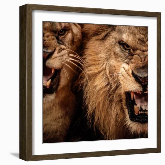 Close-Up Shot Of Two Roaring Lion-NejroN Photo-Framed Photographic Print