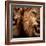 Close-Up Shot Of Two Roaring Lion-NejroN Photo-Framed Photographic Print