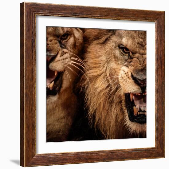 Close-Up Shot Of Two Roaring Lion-NejroN Photo-Framed Photographic Print