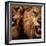 Close-Up Shot Of Two Roaring Lion-NejroN Photo-Framed Photographic Print