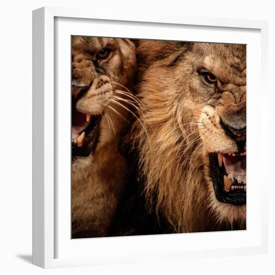 Close-Up Shot Of Two Roaring Lion-NejroN Photo-Framed Photographic Print