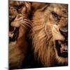 Close-Up Shot Of Two Roaring Lion-NejroN Photo-Mounted Photographic Print