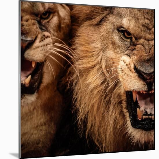 Close-Up Shot Of Two Roaring Lion-NejroN Photo-Mounted Photographic Print