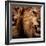 Close-Up Shot Of Two Roaring Lion-NejroN Photo-Framed Photographic Print