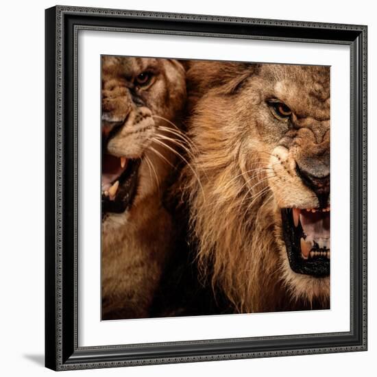 Close-Up Shot Of Two Roaring Lion-NejroN Photo-Framed Photographic Print