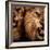 Close-Up Shot Of Two Roaring Lion-NejroN Photo-Framed Photographic Print