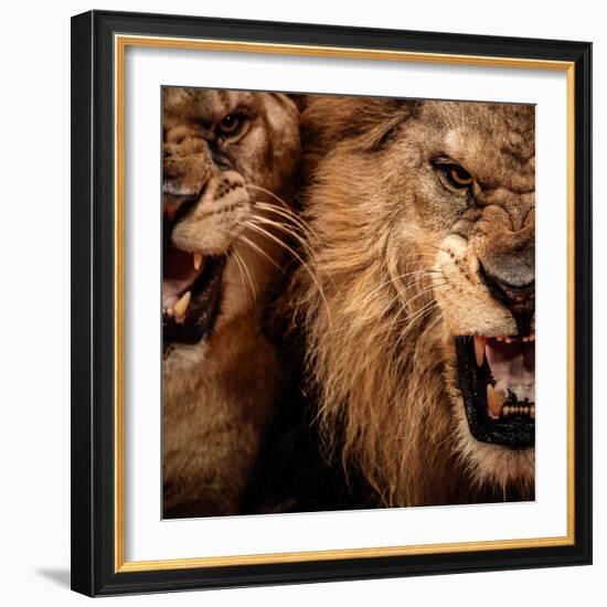 Close-Up Shot Of Two Roaring Lion-NejroN Photo-Framed Photographic Print