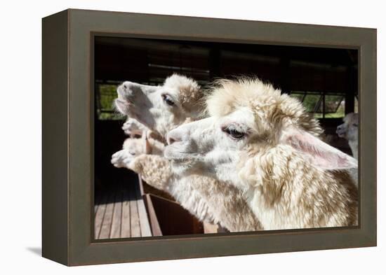 Close up Side View Face of Llama Alpacas in Ranch Farm-khunaspix-Framed Premier Image Canvas