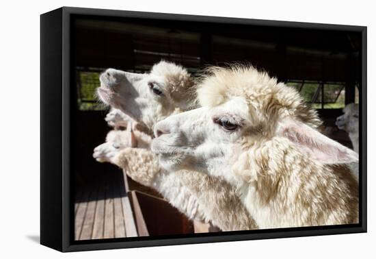 Close up Side View Face of Llama Alpacas in Ranch Farm-khunaspix-Framed Premier Image Canvas