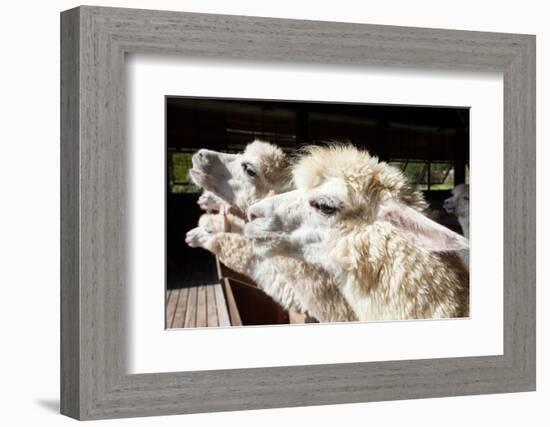 Close up Side View Face of Llama Alpacas in Ranch Farm-khunaspix-Framed Photographic Print