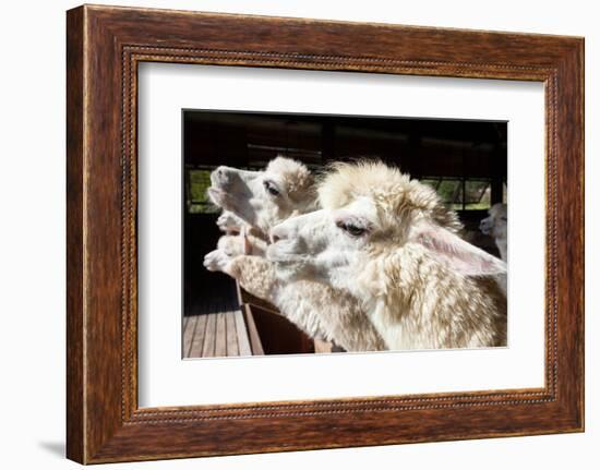 Close up Side View Face of Llama Alpacas in Ranch Farm-khunaspix-Framed Photographic Print