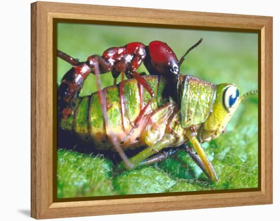 Close Up Side View of a Driver Ant Attacking a Grasshopper, Africa-Carlo Bavagnoli-Framed Premier Image Canvas