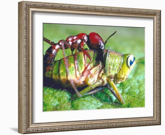 Close Up Side View of a Driver Ant Attacking a Grasshopper, Africa-Carlo Bavagnoli-Framed Photographic Print